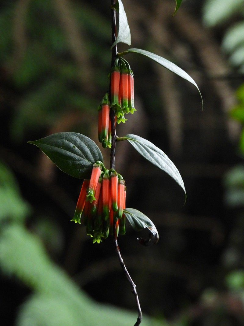Macleania macrantha photo 4