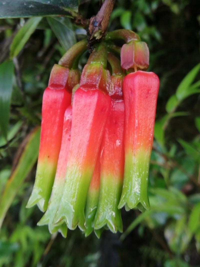 Macleania macrantha photo 5