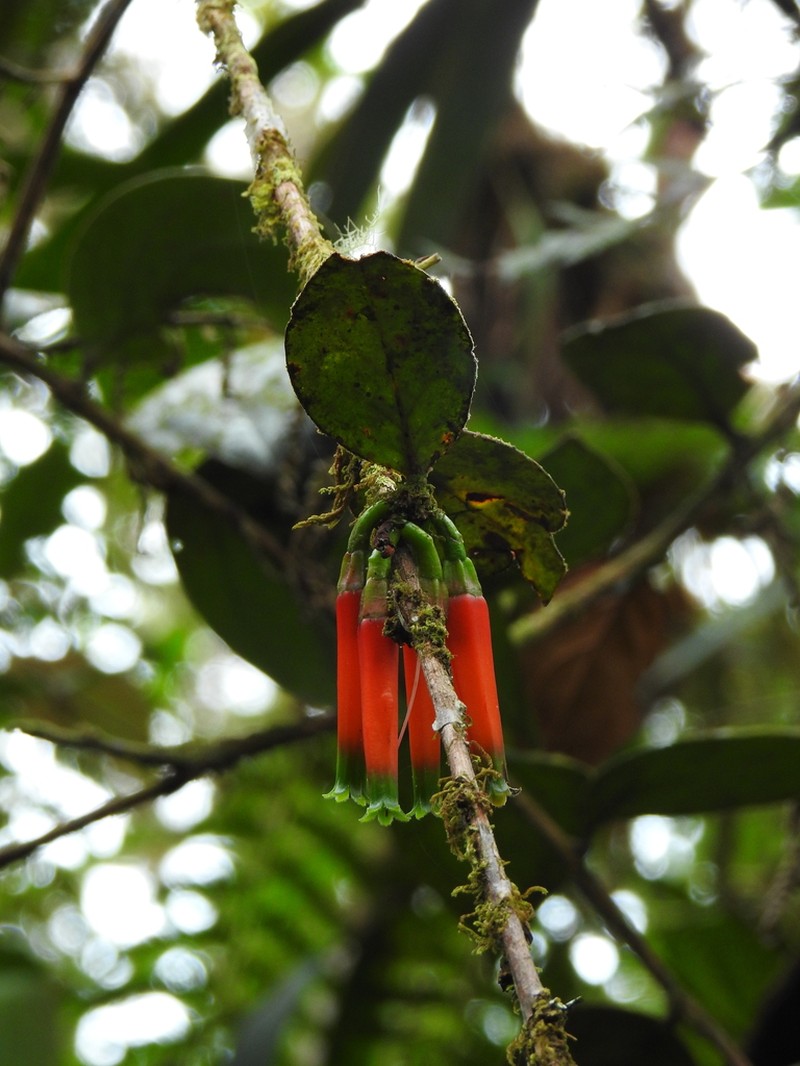 Macleania macrantha photo 6