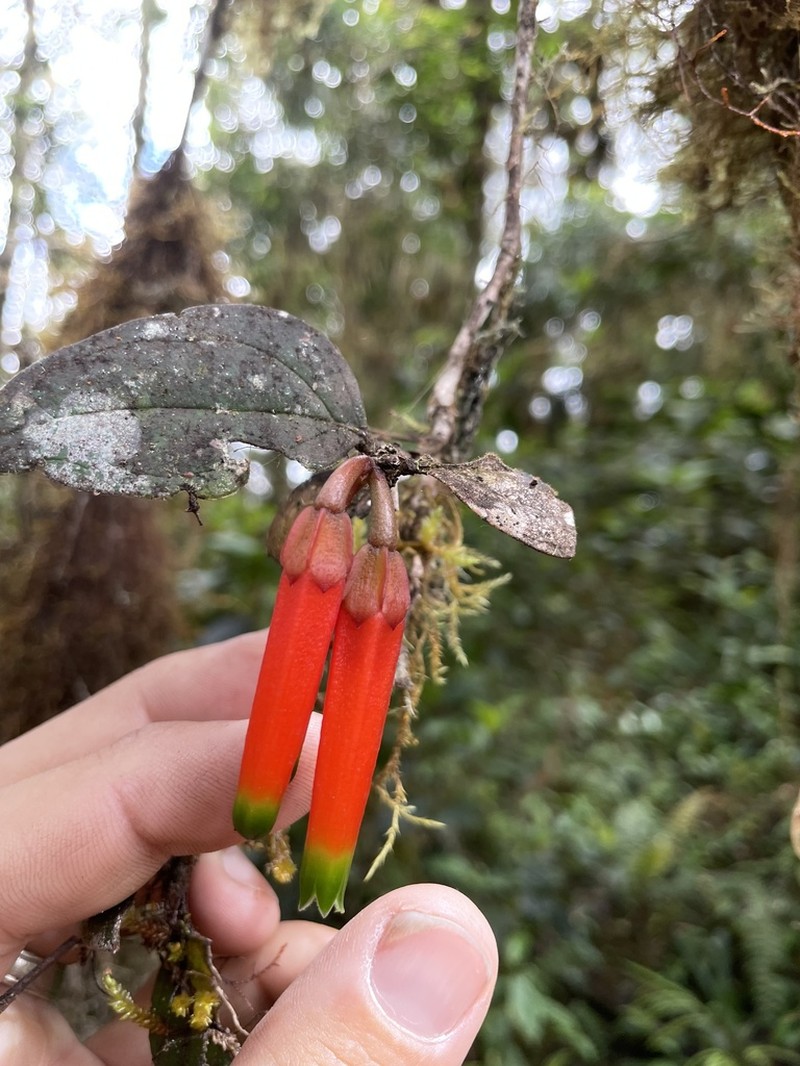Macleania macrantha photo 7