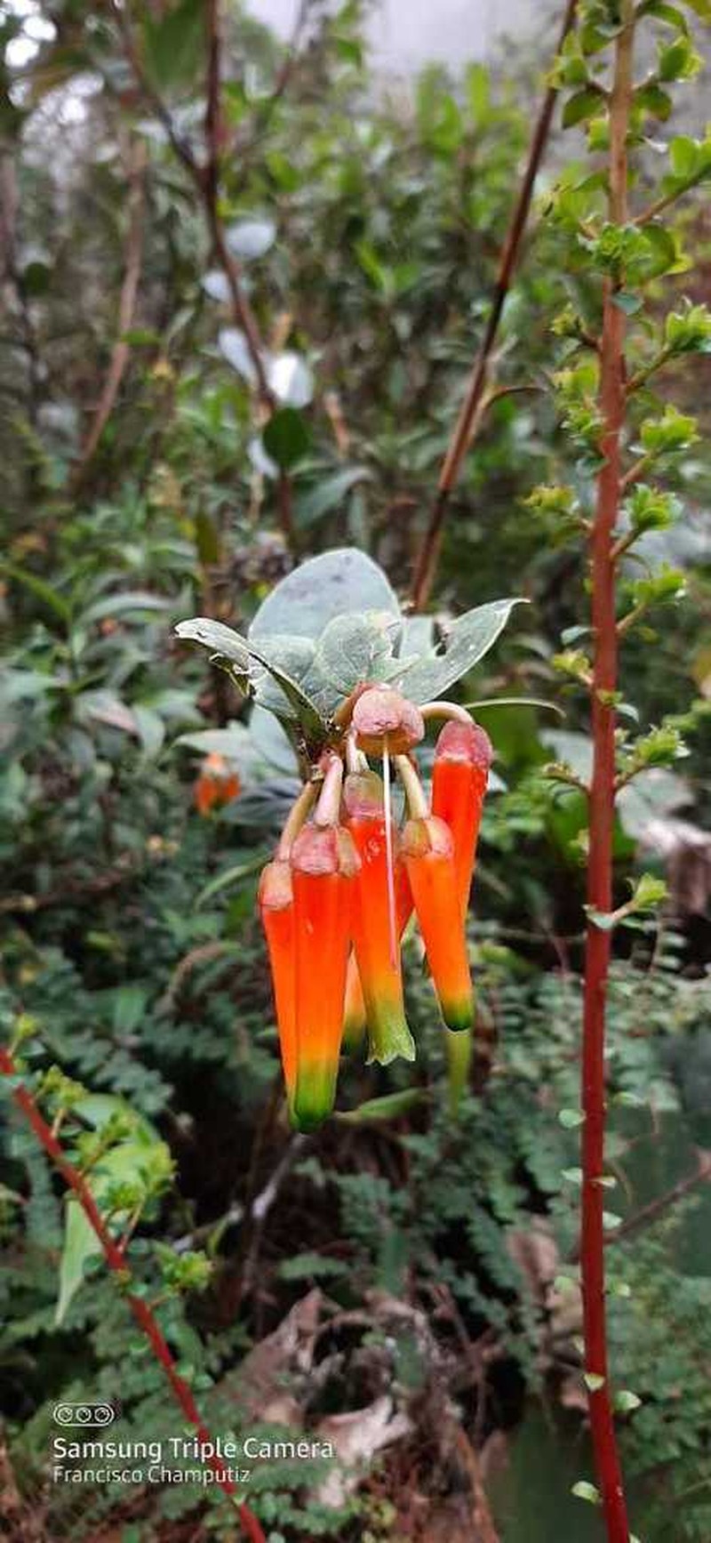 Macleania macrantha photo 8