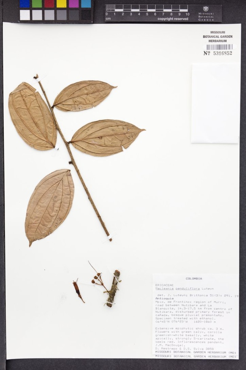Macleania penduliflora