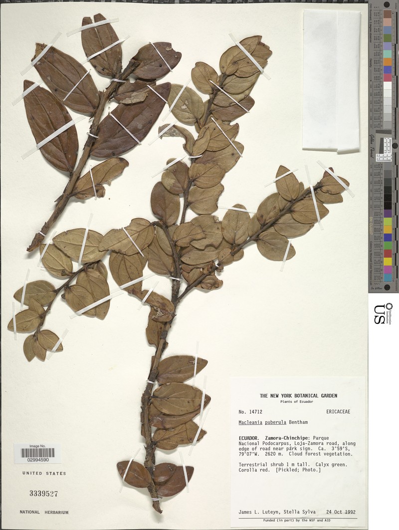 Macleania pubiflora