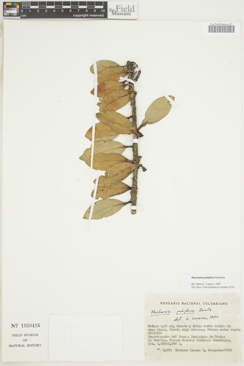 Macleania pubiflora photo 2