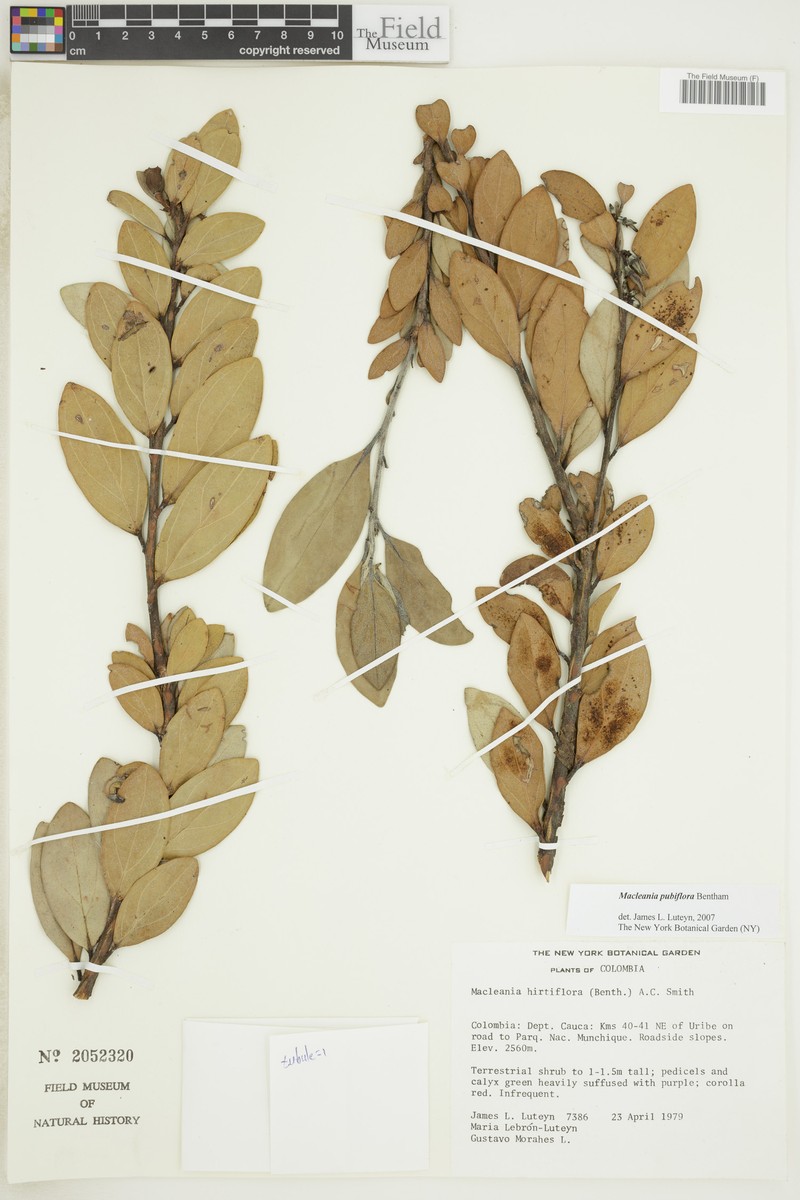 Macleania pubiflora photo 3