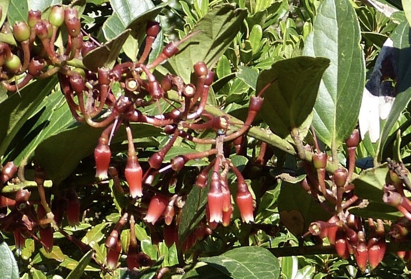 Macleania robusta photo 2