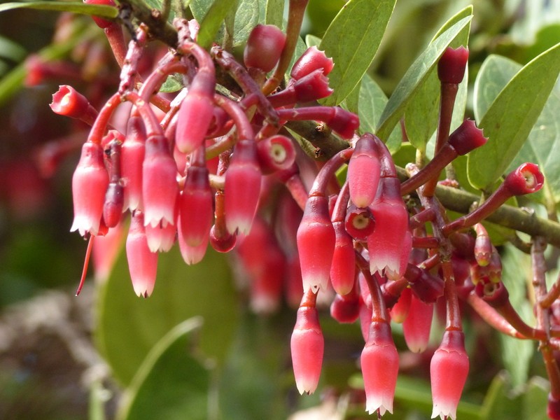 Macleania robusta photo 3