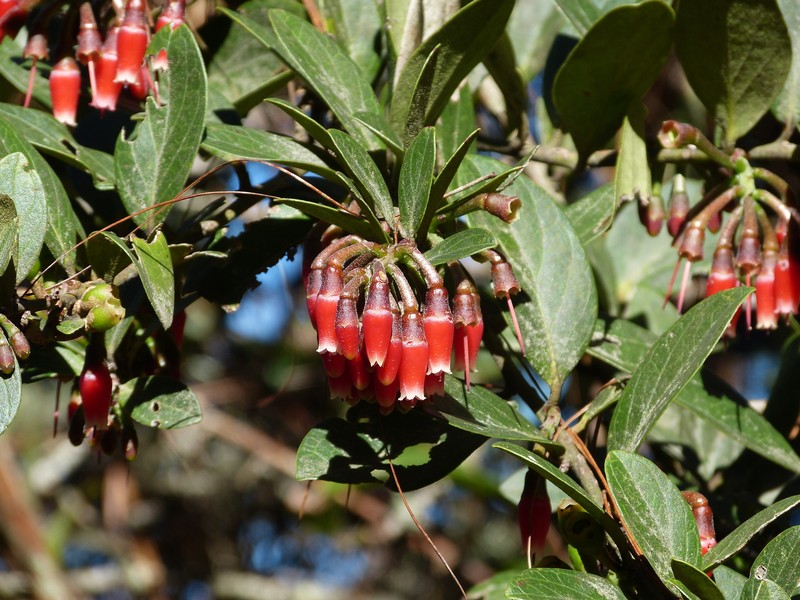 Macleania robusta photo 4