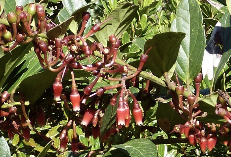 Macleania robusta photo 5