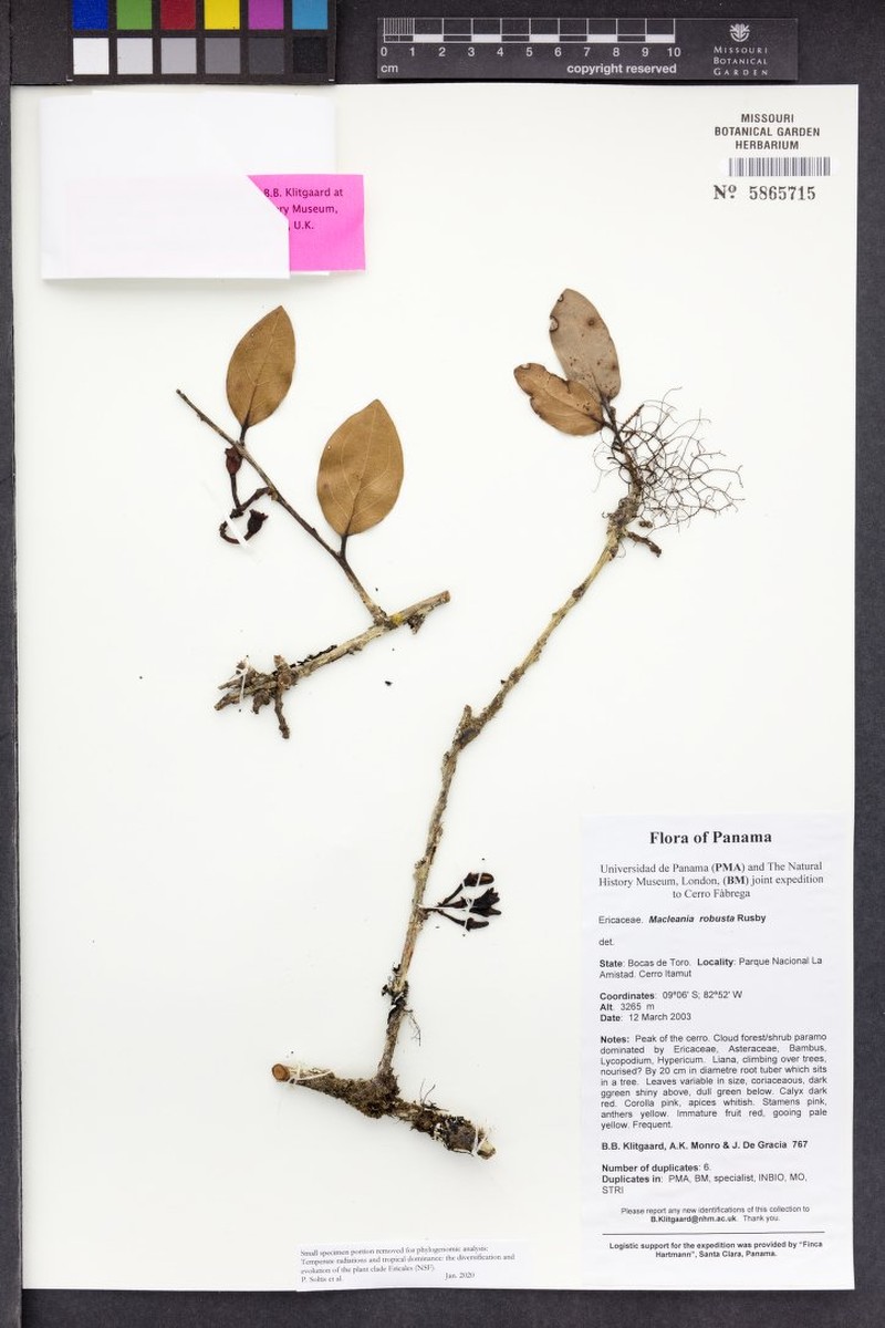 Macleania robusta photo 6