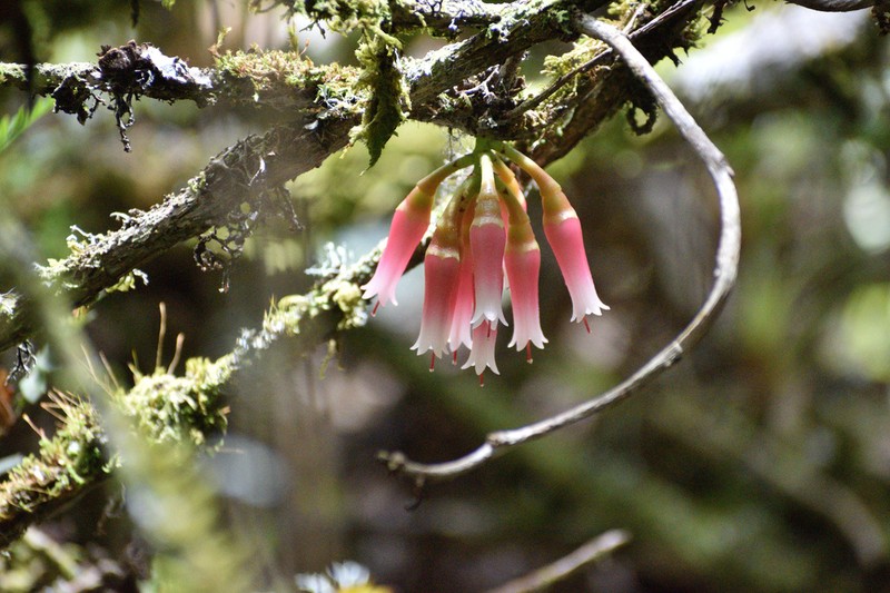 Macleania rupestris
