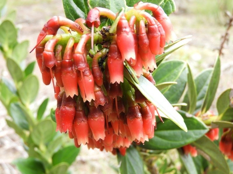 Macleania rupestris photo 2