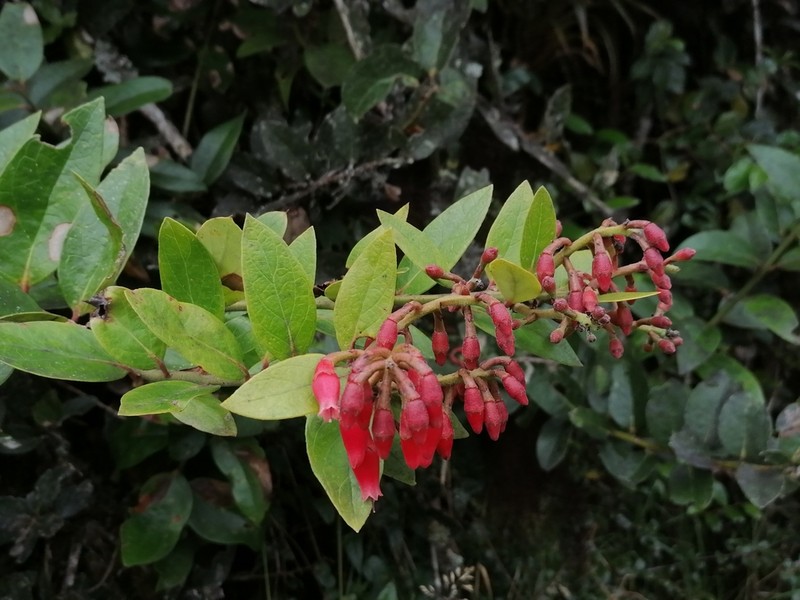 Macleania rupestris photo 3