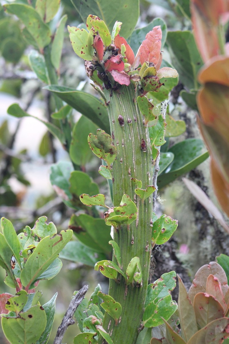 Macleania rupestris photo 4