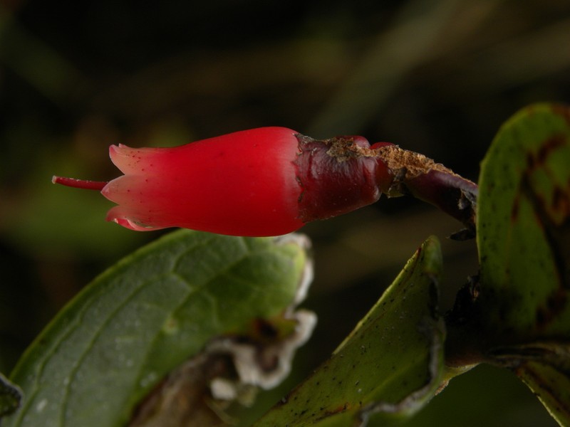 Macleania rupestris photo 5