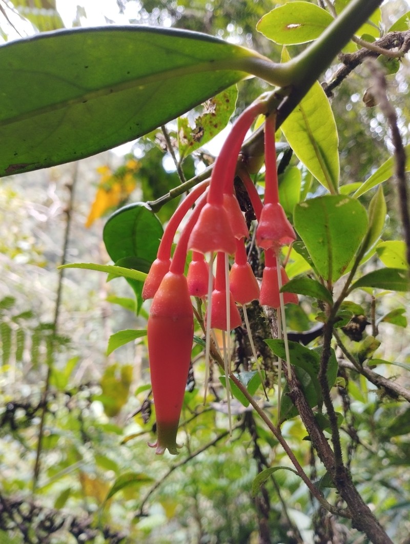 Macleania rupestris photo 6