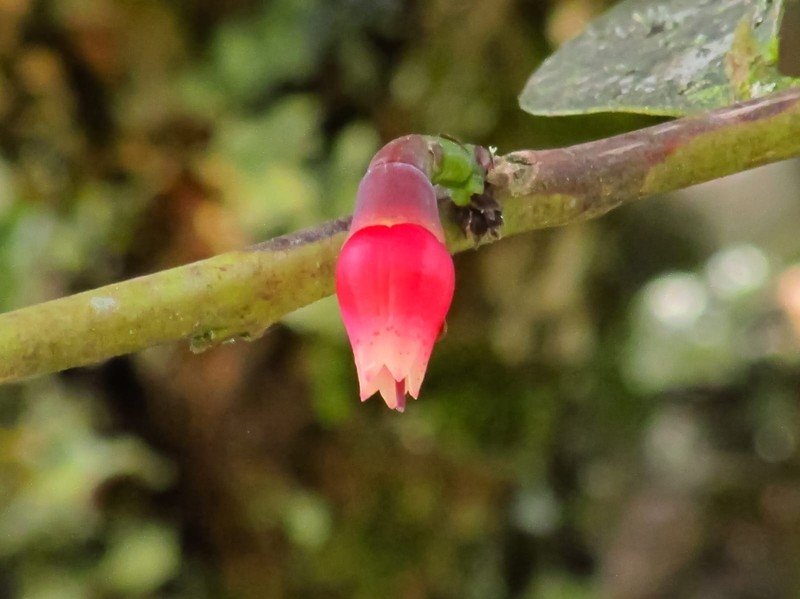 Macleania rupestris photo 7