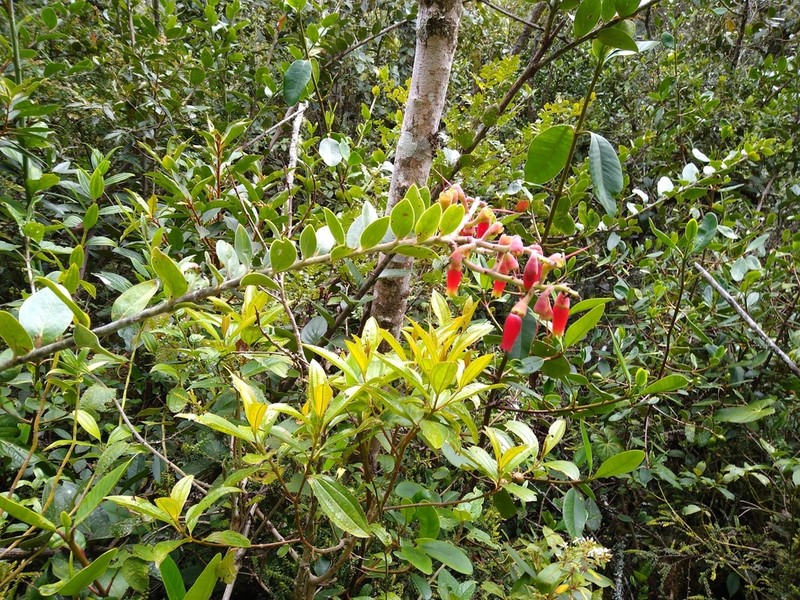Macleania rupestris photo 8