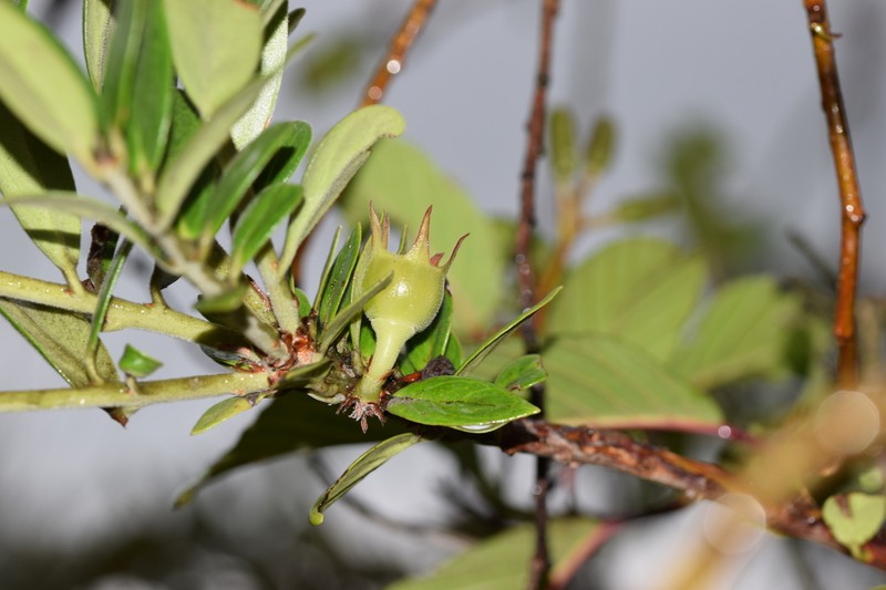 Macleania salapa photo 2