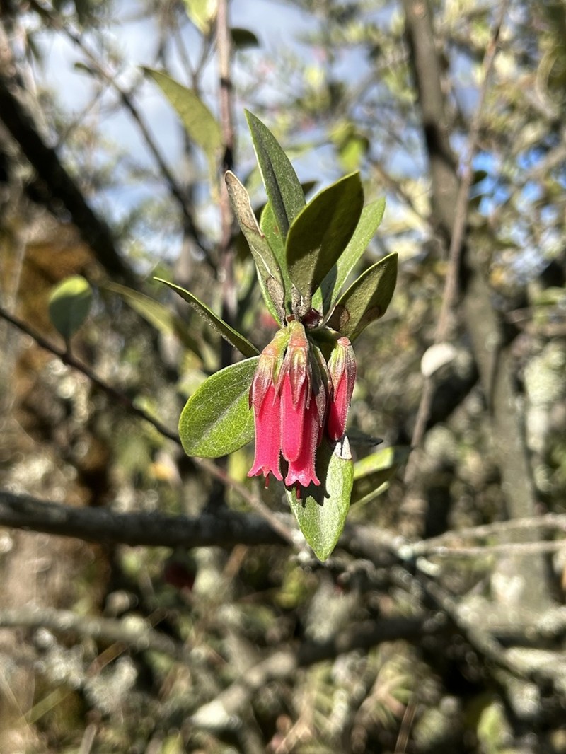 Macleania salapa photo 3