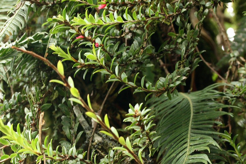 Macleania salapa photo 4