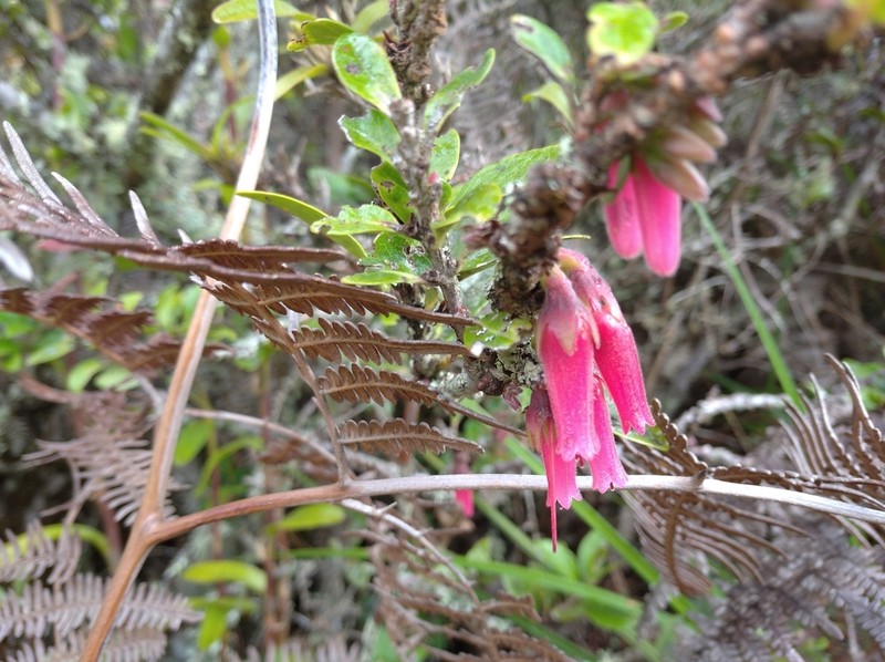 Macleania salapa photo 5