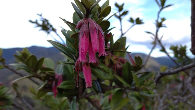 Macleania salapa photo 6