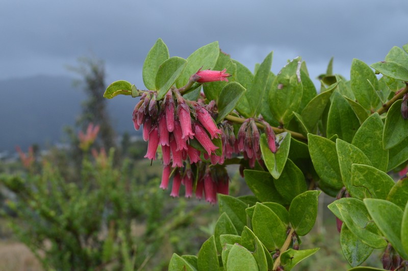 Macleania salapa photo 8