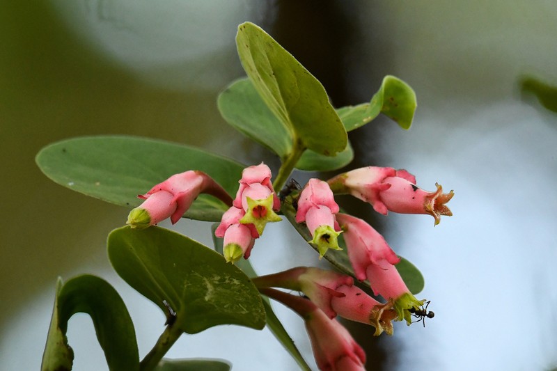 Macleania smithiana