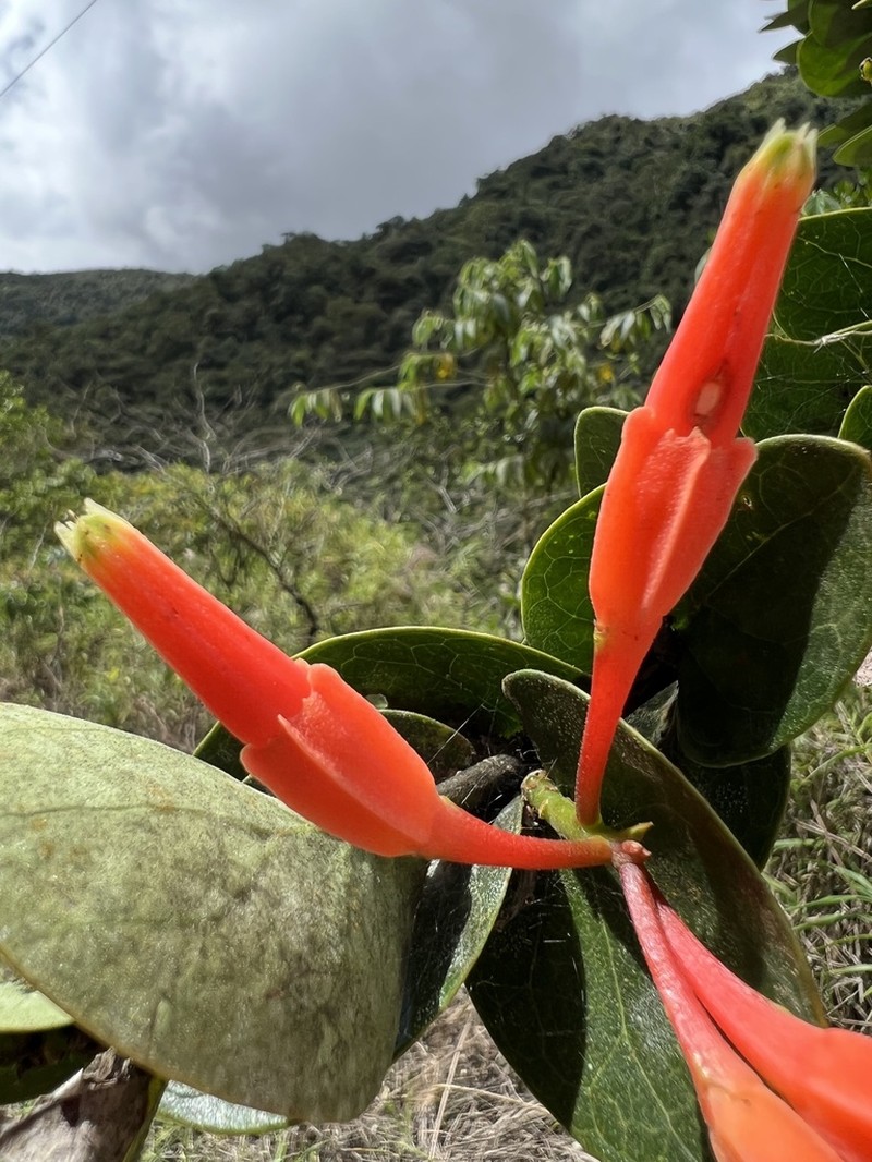 Macleania smithiana photo 2