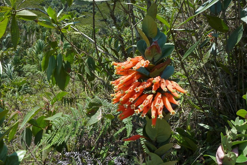 Macleania smithiana photo 3