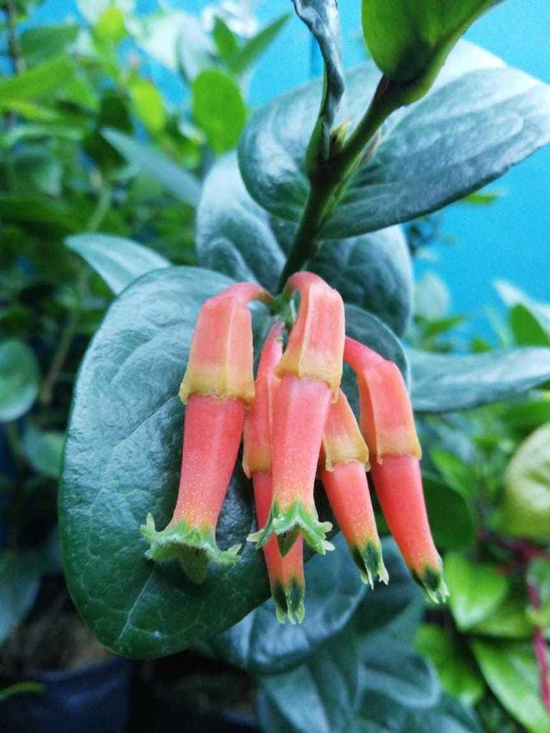 Macleania smithiana photo 4