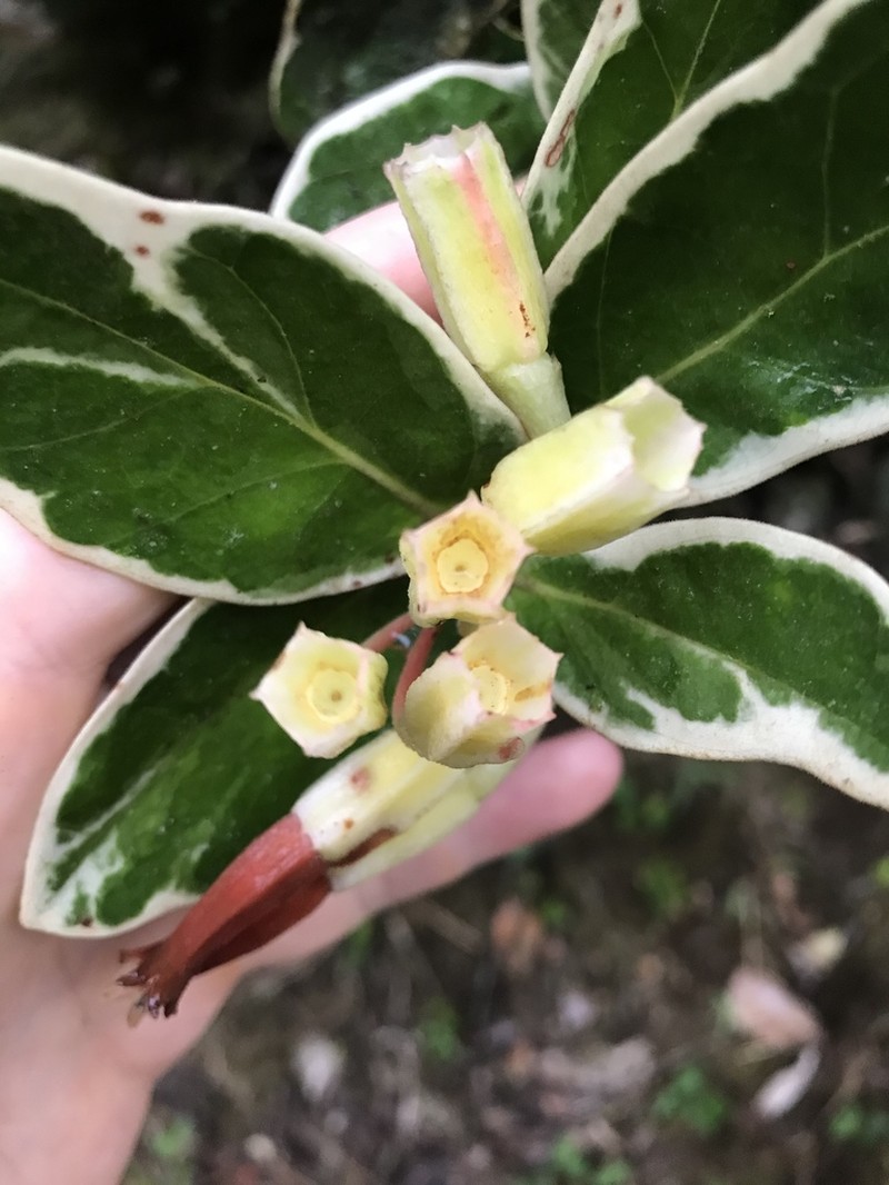 Macleania smithiana photo 5
