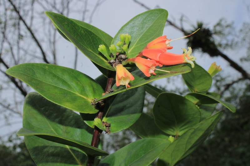 Macleania smithiana photo 6