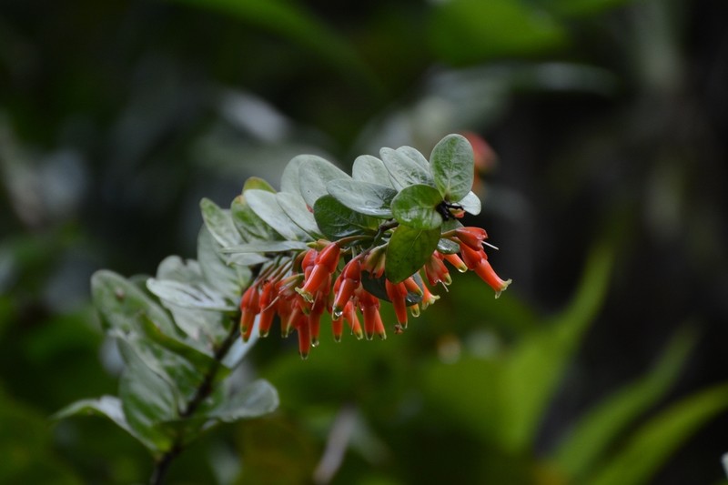 Macleania smithiana photo 7