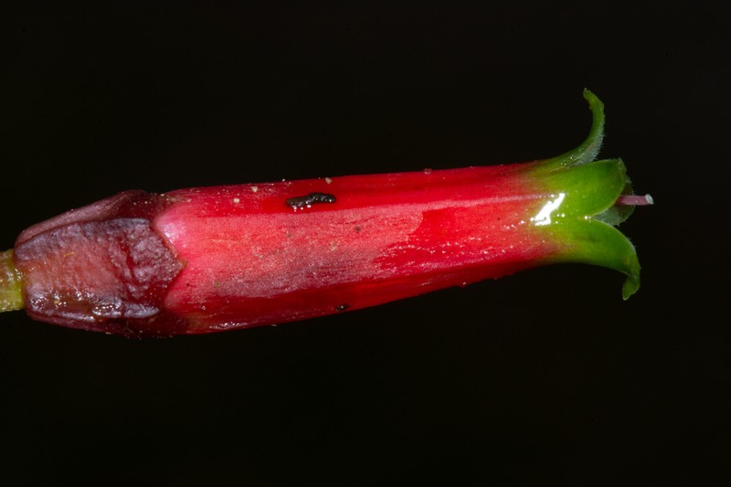 Macleania stricta photo 2