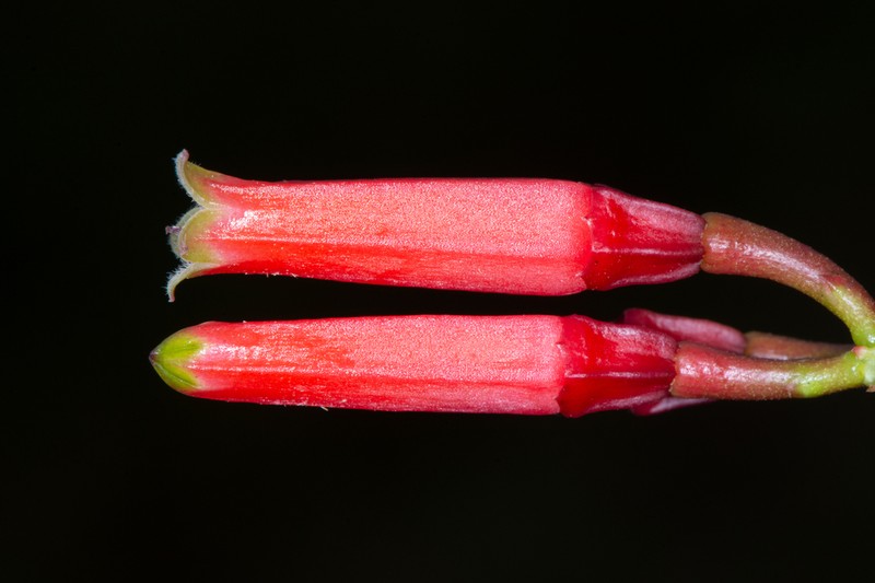 Macleania stricta photo 3