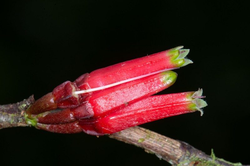 Macleania stricta photo 4