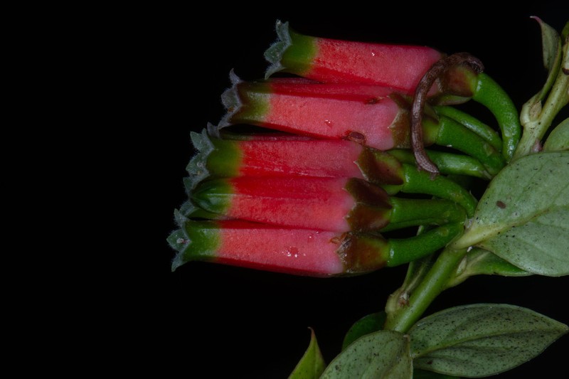 Macleania stricta photo 5