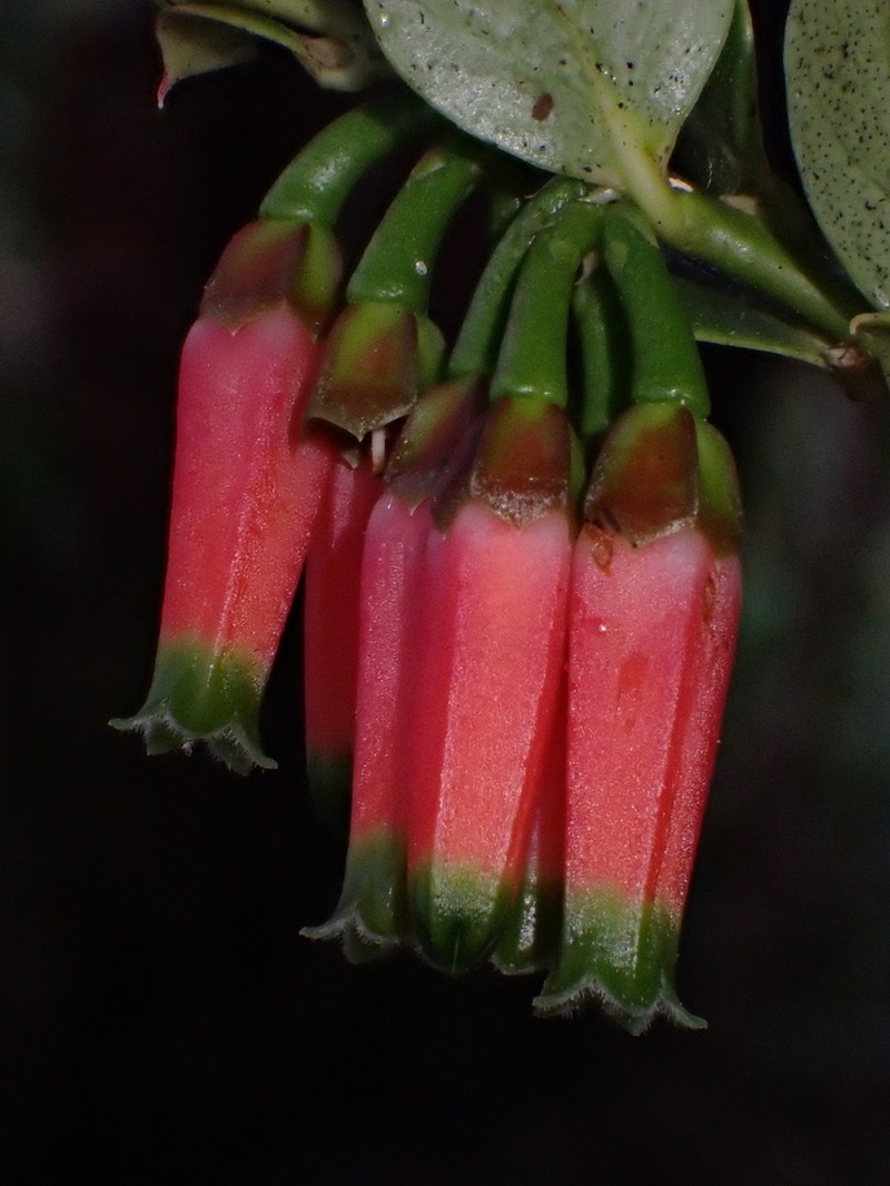 Macleania stricta photo 6