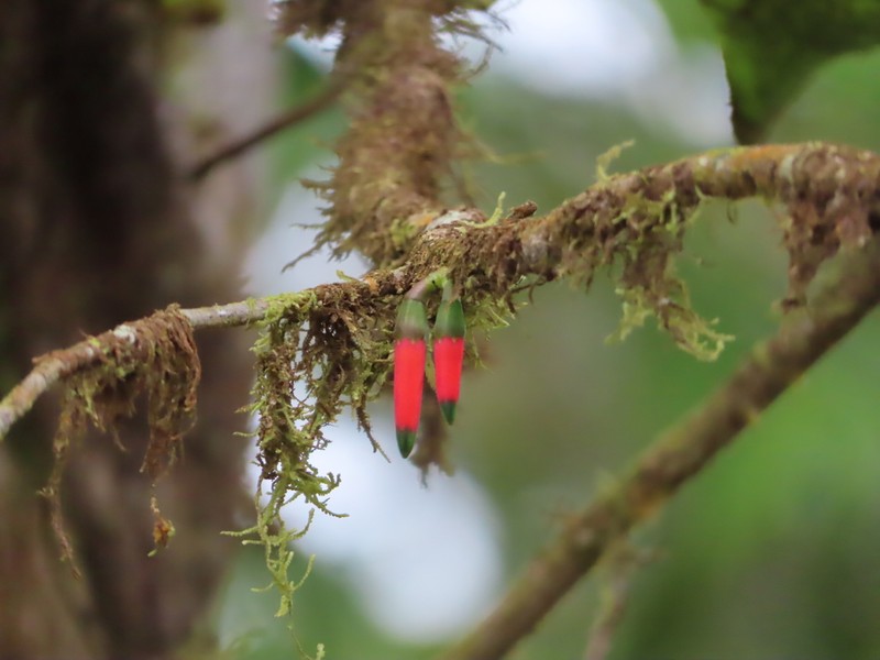 Macleania stricta photo 7