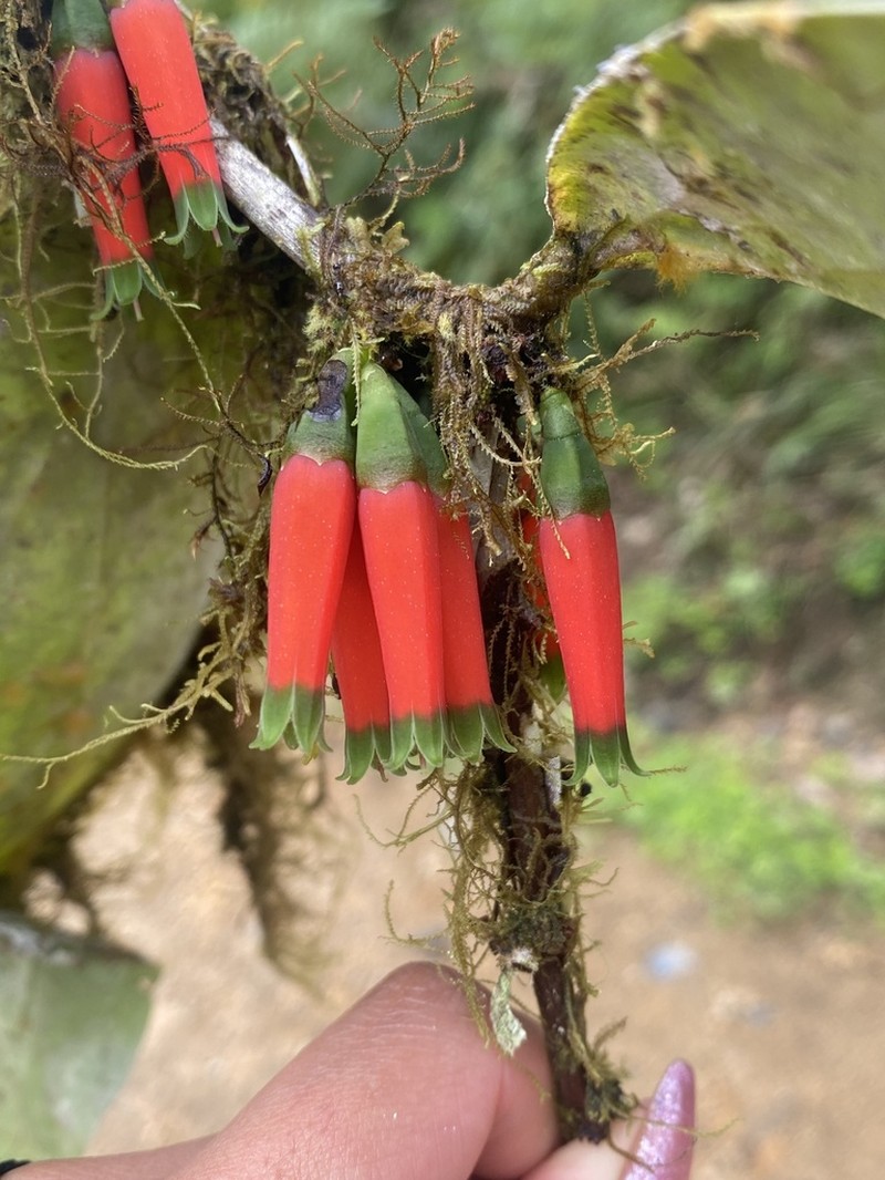 Macleania stricta photo 8