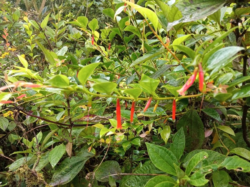 Macleania tropica