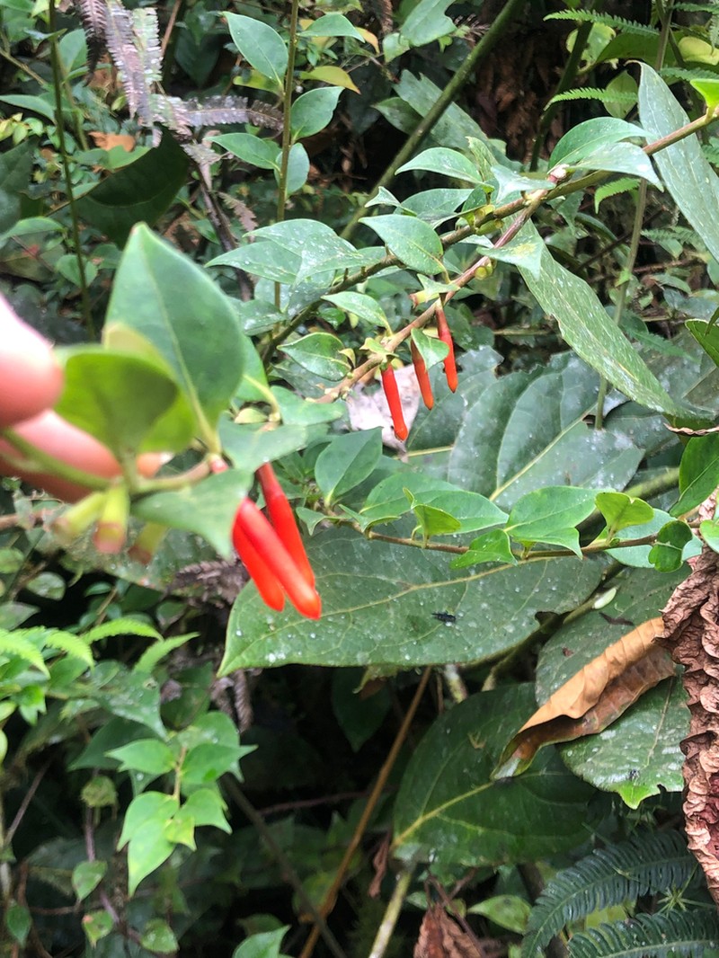 Macleania tropica photo 2