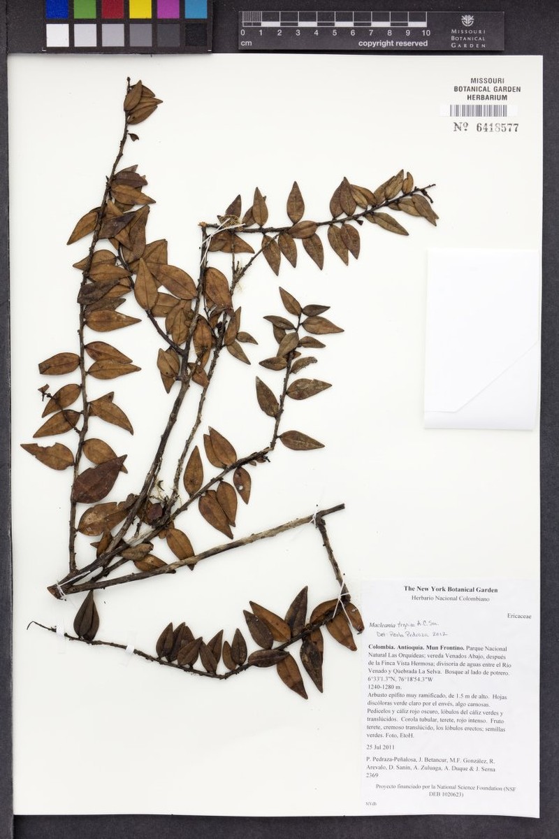 Macleania tropica photo 3