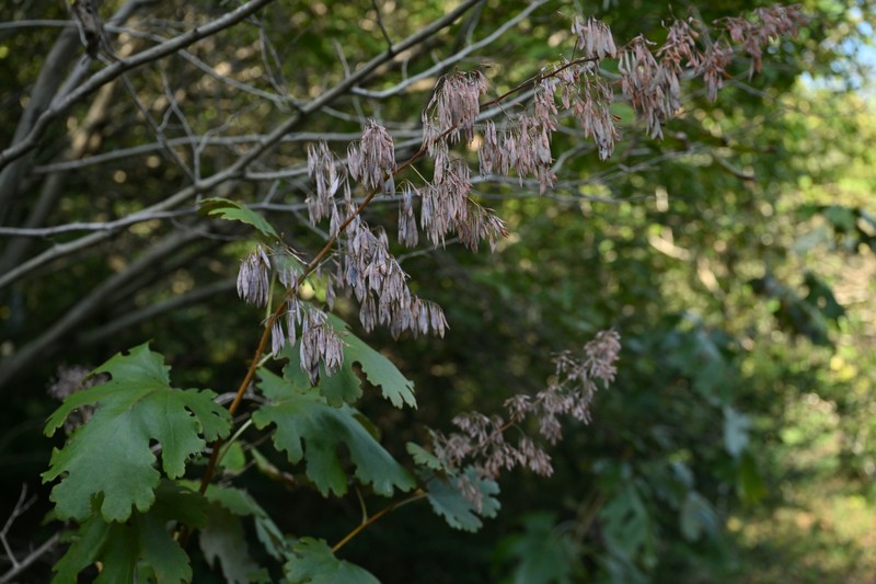 Plume Poppy photo 2