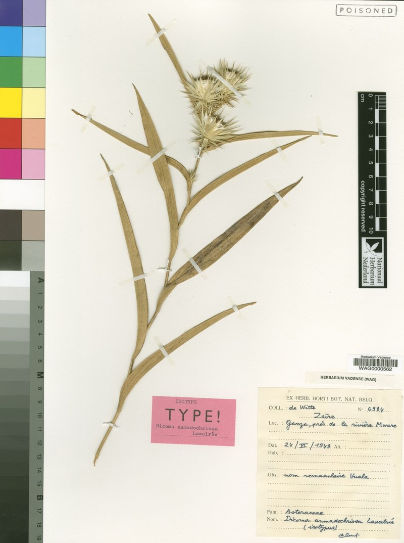 Macledium anmadochrissum