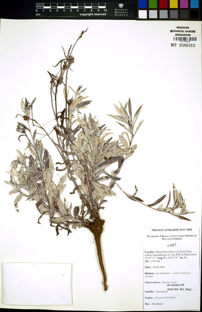 Macledium auriculatum