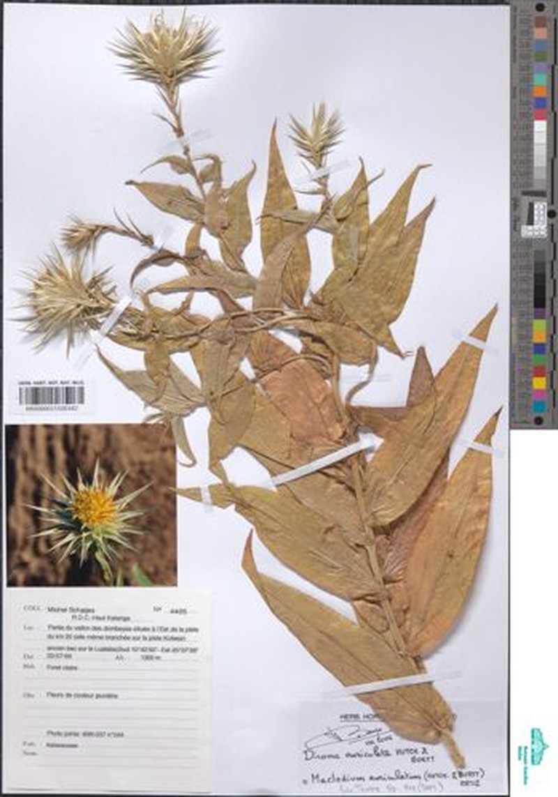 Macledium auriculatum photo 2