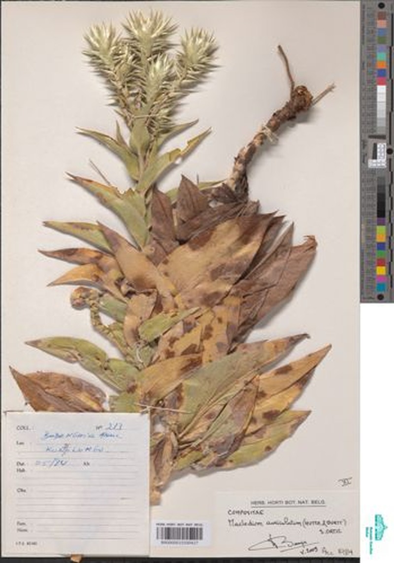 Macledium auriculatum photo 3